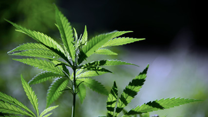 Light draws the texture of the sheet.Hemp thickets.Poplar fluff everywhere.Medicinal herb of the southern region.Light bokeh, openwork leaf of hemp bush.Openwork sheet of hemp.