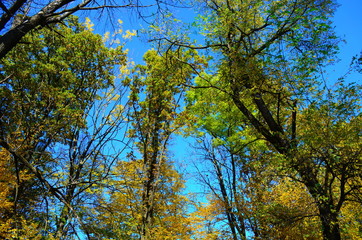 beautiful autumn forest in yellow and gold tones