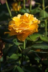 Beautiful rose bush growing in the garden.