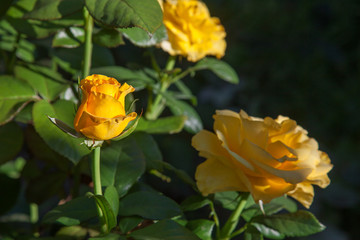 Beautiful rose bush growing in the garden.