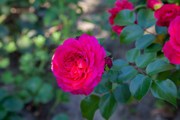 Beautiful rose bush growing in the garden.