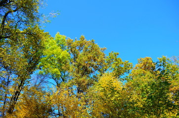 beautiful autumn forest in yellow and gold tones