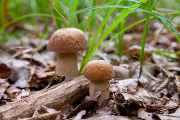 Mushroom family of boletus mushroom in the wild. Porcini mushroom grows on the forest floor at...