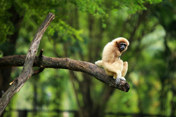 Gibbon on branch with green leaves background.