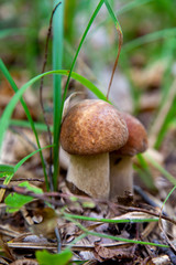 Mushroom family of boletus mushroom in the wild. Porcini mushroom grows on the forest floor at autumn season..