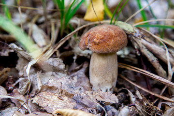 Boletus mushroom in the wild. Porcini mushroom grows on the forest floor at autumn season..