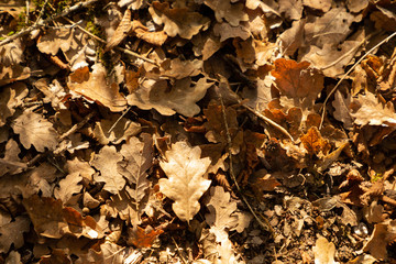 fall leaves on the forest floor