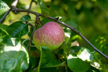 Shiny delicious green apples on a branch ready to be harvested in an apple orchard..