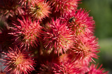 Flower Castor bean common close up