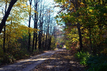 beautiful autumn forest in yellow and gold tones