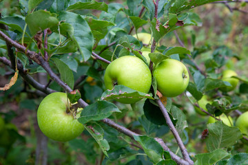Shiny delicious green apples on a branch ready to be harvested in an apple orchard..
