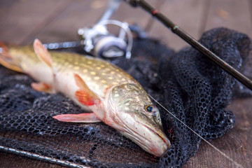 Obraz premium Freshwater pike and fishing equipment lies on landing net. Composition on wooden background with yellow leaves..