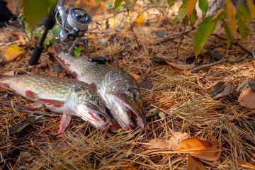 Freshwater pike fish. Two freshwater pike fish and fishing rod with reel on yellow leaves at autumn time..