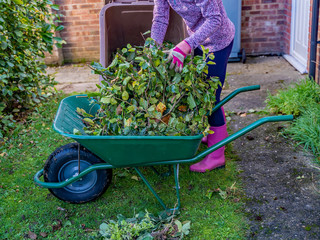 Unidentifiable young lady filling a brown gardening bin with hornbeam hedge clippings from a green...