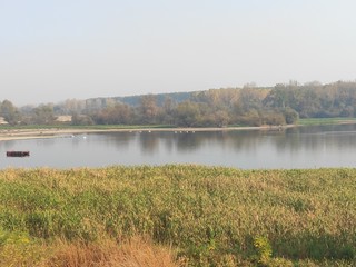 Nature wildlife habitat river Danube Canal near Kovin Banat Serbia