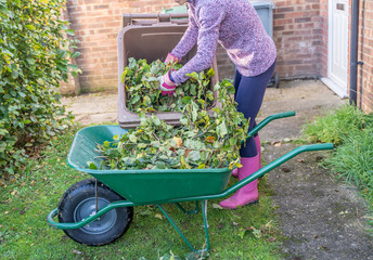 Unidentifiable young lady filling a brown gardening bin with hornbeam hedge clippings from a green wheel barrow. Showing intentional motion blur