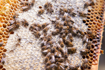 Close up view of working bees on honeycomb with sweet honey..
