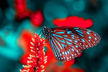 Fototapeten Schöner Schmetterling, der auf Blume in einem Sommergarten sitzt © blackdiamond67