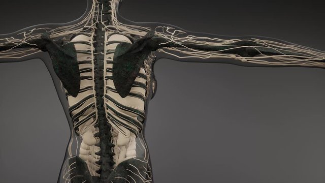 medical science illustration of human skeleton bones