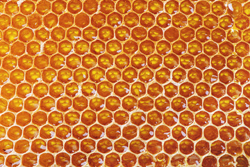 Close up image of fresh honeycomb.
