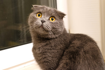 Silver british fold cat
