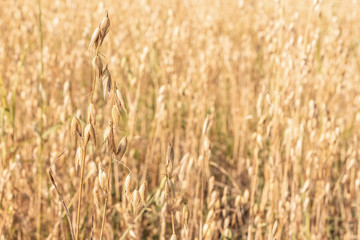 Field with oats. Background of Golden oats close up.