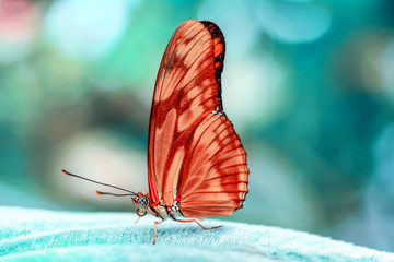 Beautiful butterfly sitting on flower in a summer garden