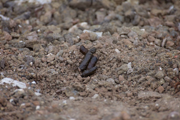 Dog poop defecation on the ground