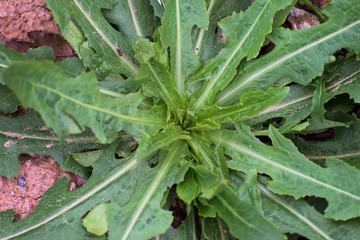 Green dandelion flower leaves