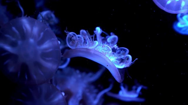 colorful Upside-down jellyfish's floating background in aquarium