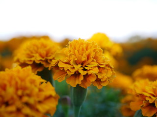 yellow flower of calendula