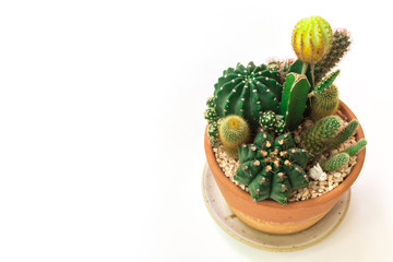 Close up of succulent and cactus in a mini terarium pot isolated on white background.Small plant...