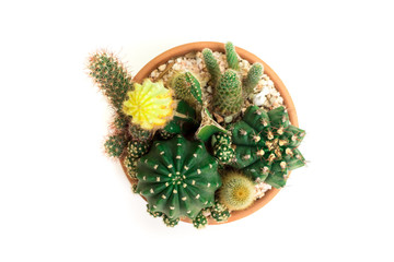 Close up of succulent and cactus in a mini terarium pot isolated on white background.Small plant...