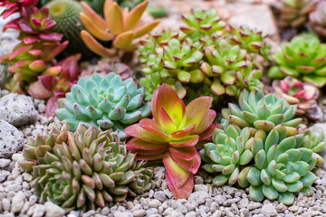 Close up of succulent and cactus in mini terrarium ,Small plant garden.Selective focus.