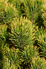 closeup of Carstens Wintergold Mountain Pine