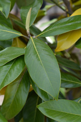 Naklejka na ściany i meble green leaves of Southern magnolia