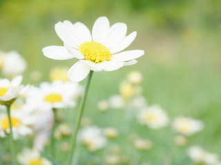 daisy in green grass