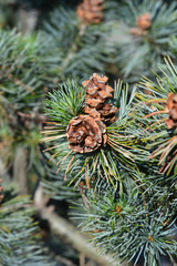 Fototapeta premium Negishi Japanise White Pine