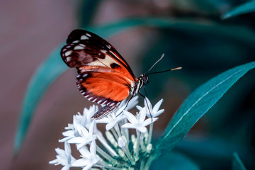 Fototapeta na wymiar Beautiful heliconius butterfly sitting on flower in a summer garden 