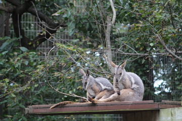 Two kangaroos sitting at a bench