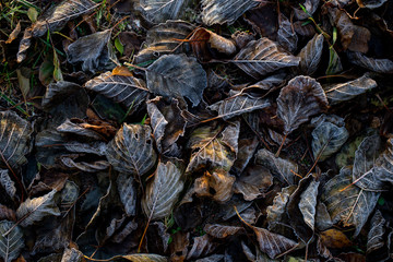 Background of autumn leaves in the frost to october or november