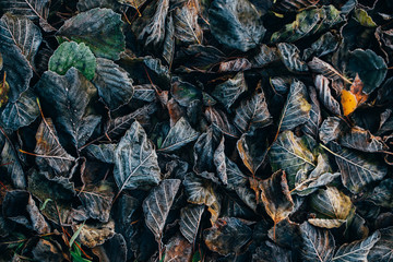 Background of autumn leaves in the frost to october or november