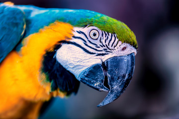 Head shot of a blue and gold macaw parrot