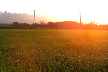 Fototapeta na wymiar Green field of rice in India
