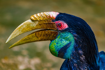 Close up of a vibrant tropical bird