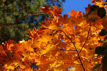 Naklejka na ściany i meble Very bright yellow-red autumn maple leaves, golden autumn