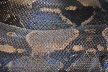 Nachaufnahme von Schlangenhaut