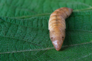 Pupa on green leaves,Еropical butterfly chrysalis