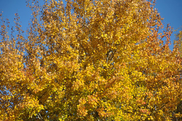 Bright golden foliage on tree against a blue sky.