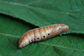 Pupa on green leaves,Еropical butterfly chrysalis